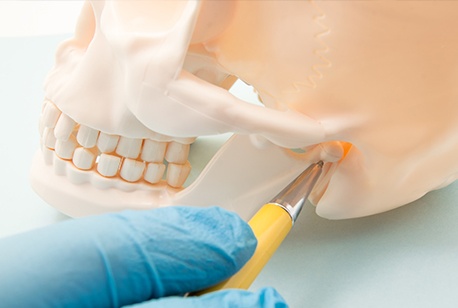 Skull and jaw bone model with pen pointing to TMJ